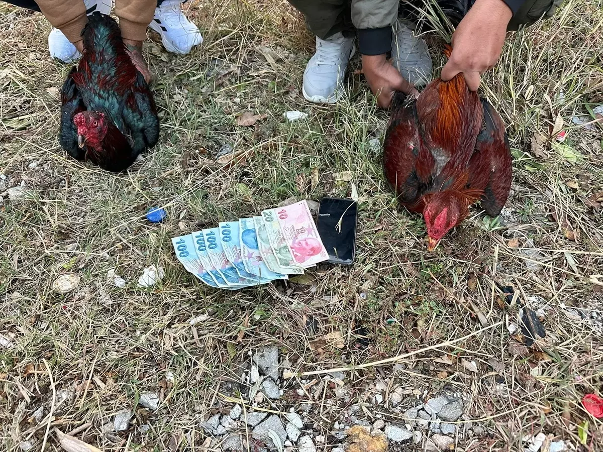 İskenderun’da Horoz Dövüşüne Ceza